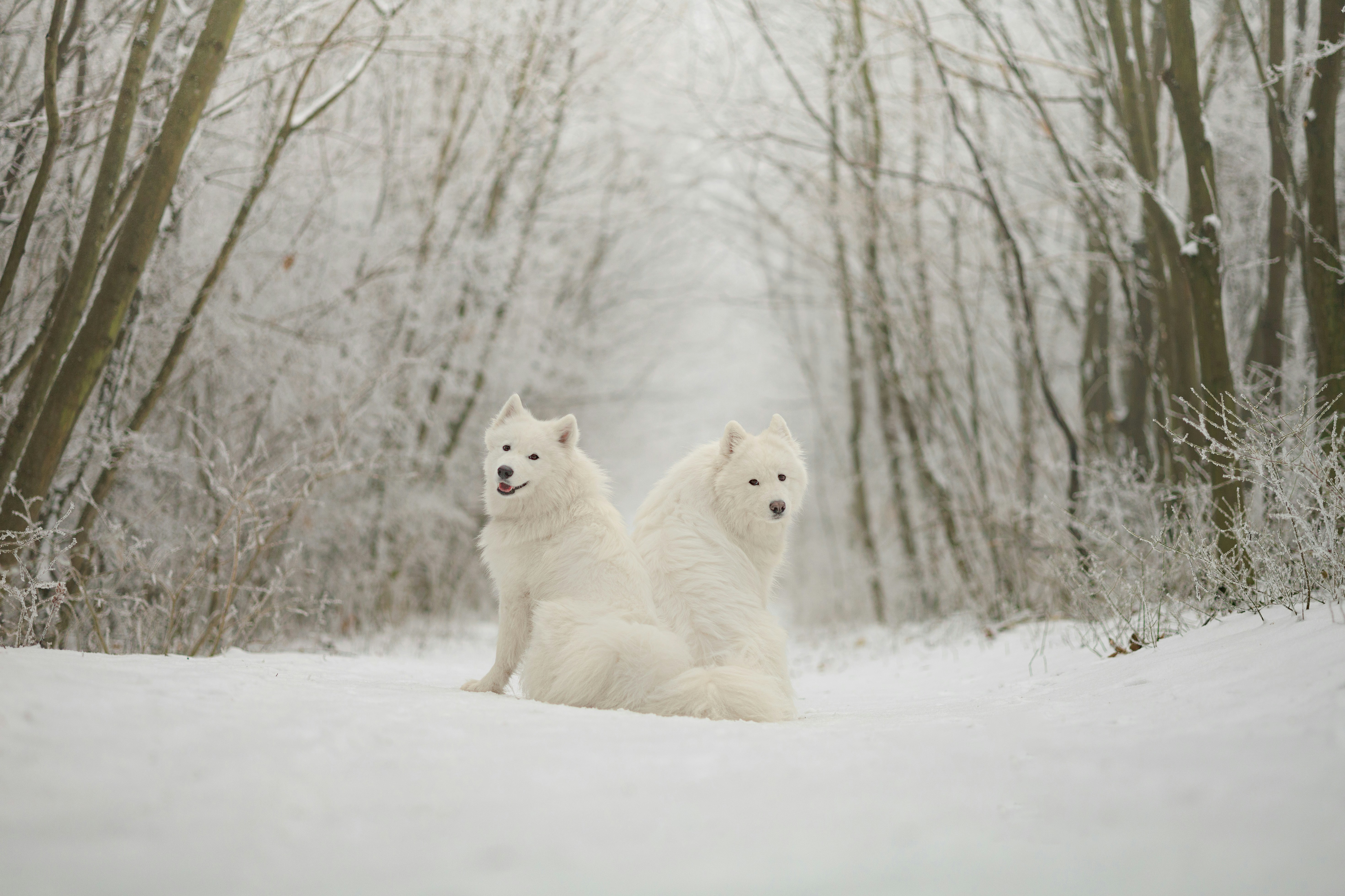 Regardez ces chiens jumeaux comme ils sont beaux ! Cr&eacute;dits photo : Barcs Tam&aacute;s sur Unsplash