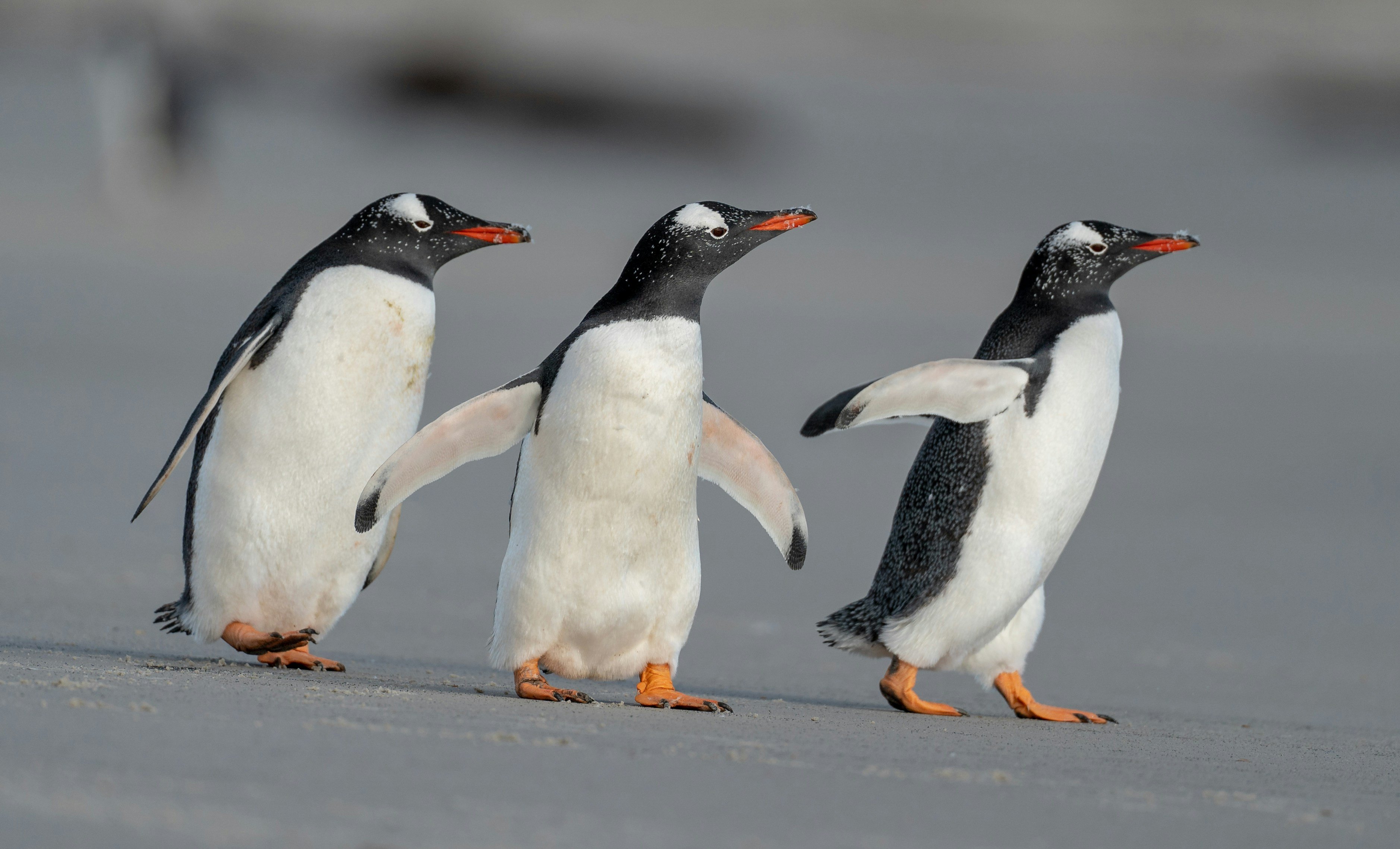 Les 3 mousquemers. Cr&eacute;dits photo : Bob Brewer sur Unsplash
