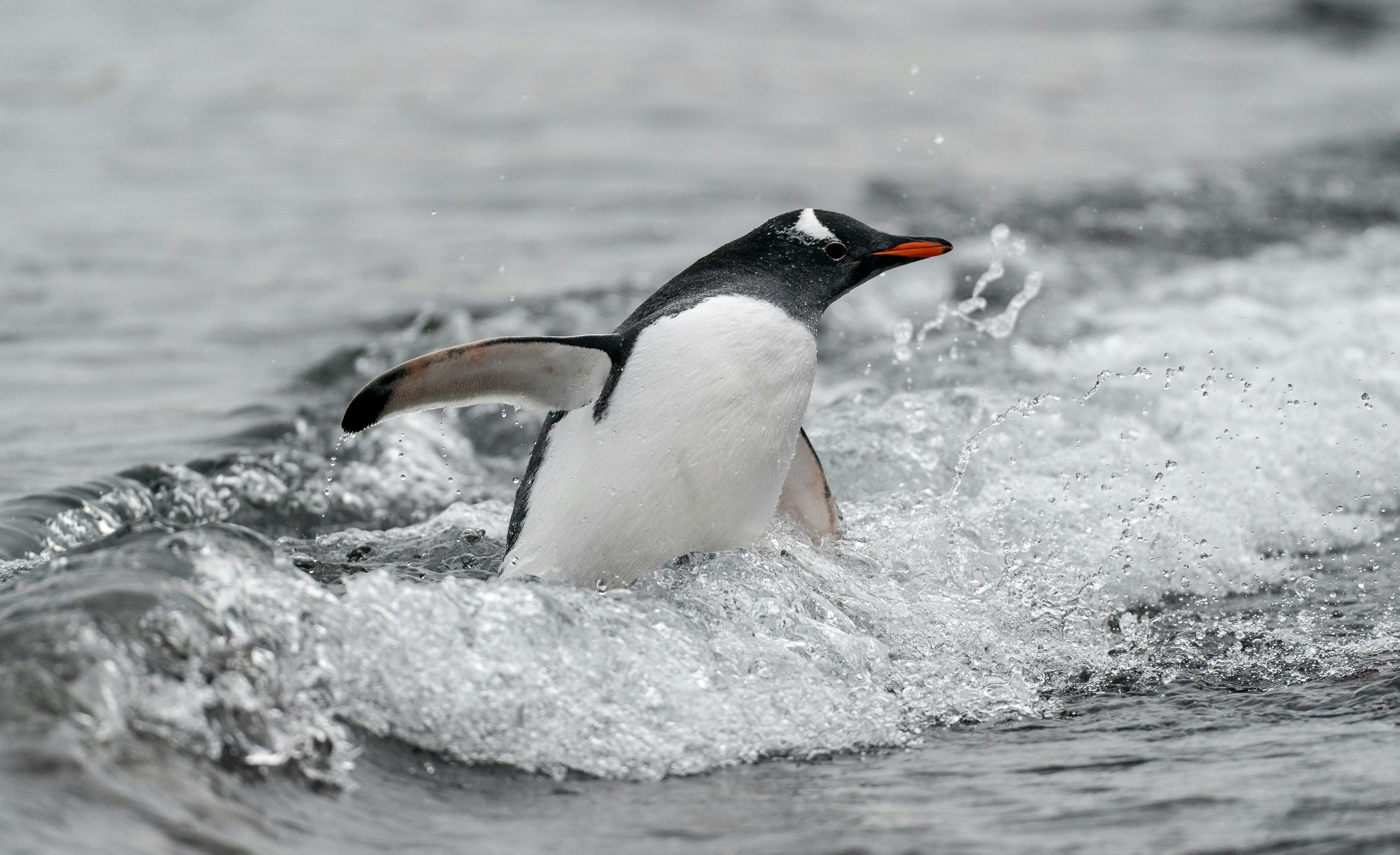 Regardez un peu ce pingouin : quel flow ! Cr&eacute;dits photo : Bob Brewer sur Unsplash