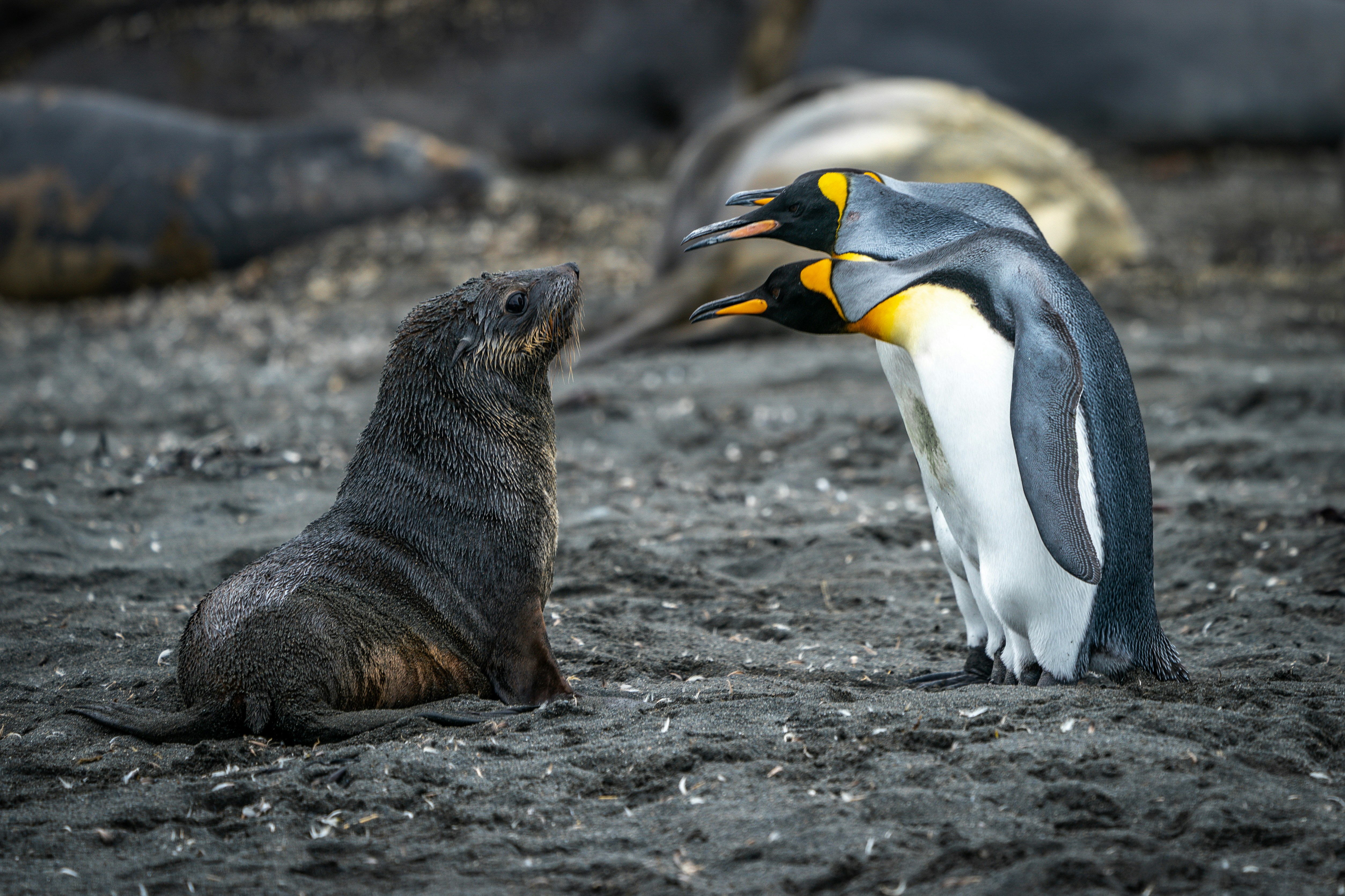 Ce jeune phoque est &agrave; deux palmes de se lancer dans une partie de chifoumi avec ces trois pingouins. Cr&eacute;dits photo : Rod Long sur Unsplash