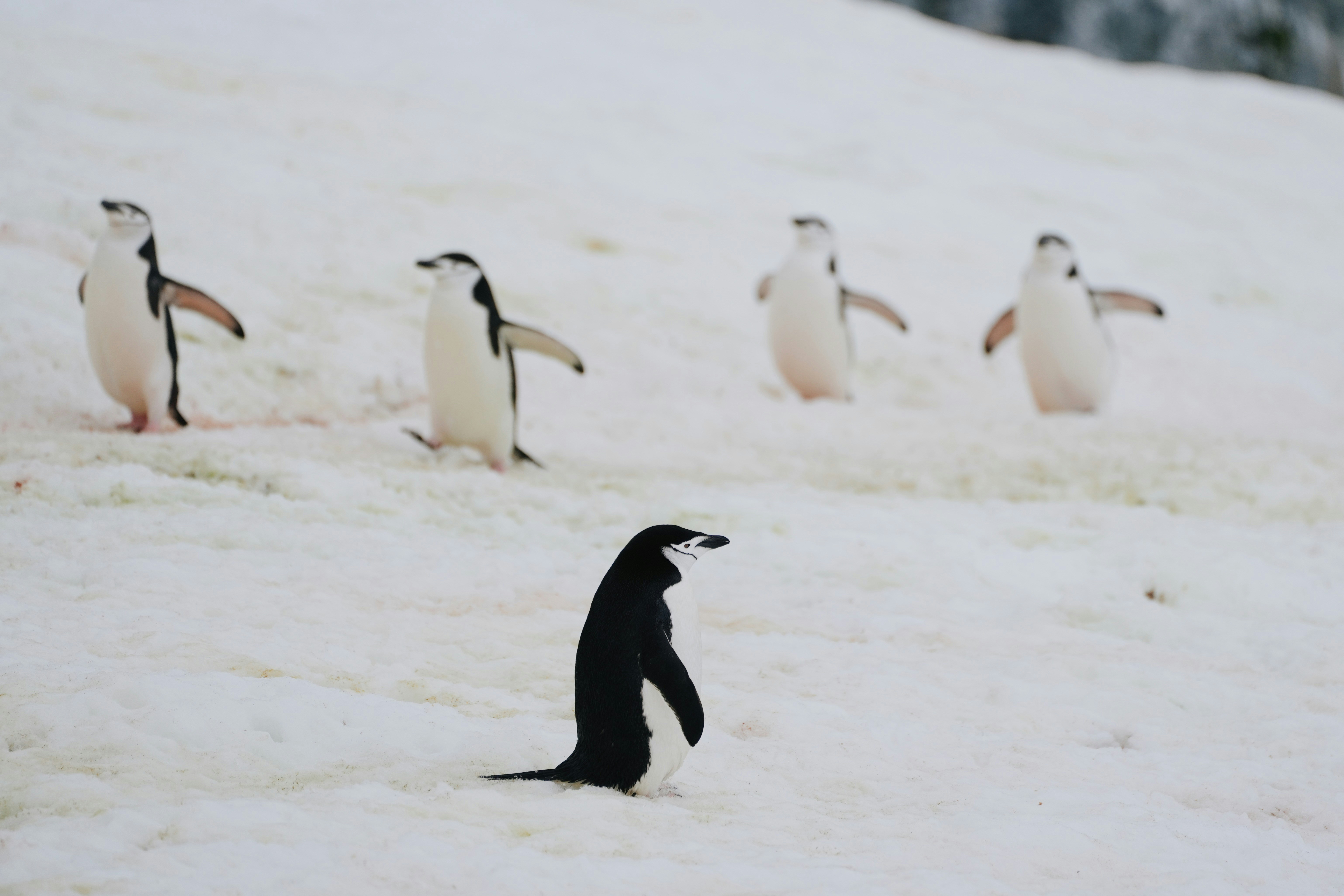 Il arrive que des manchots perdent le nord&hellip; Cr&eacute;dits photo : TC Photography sur Unsplash
